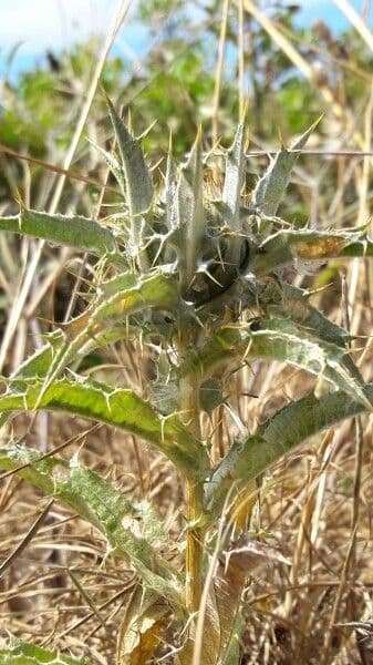 Carlina lanata 21