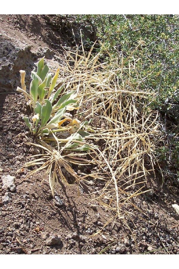 Phoenicaulis 12