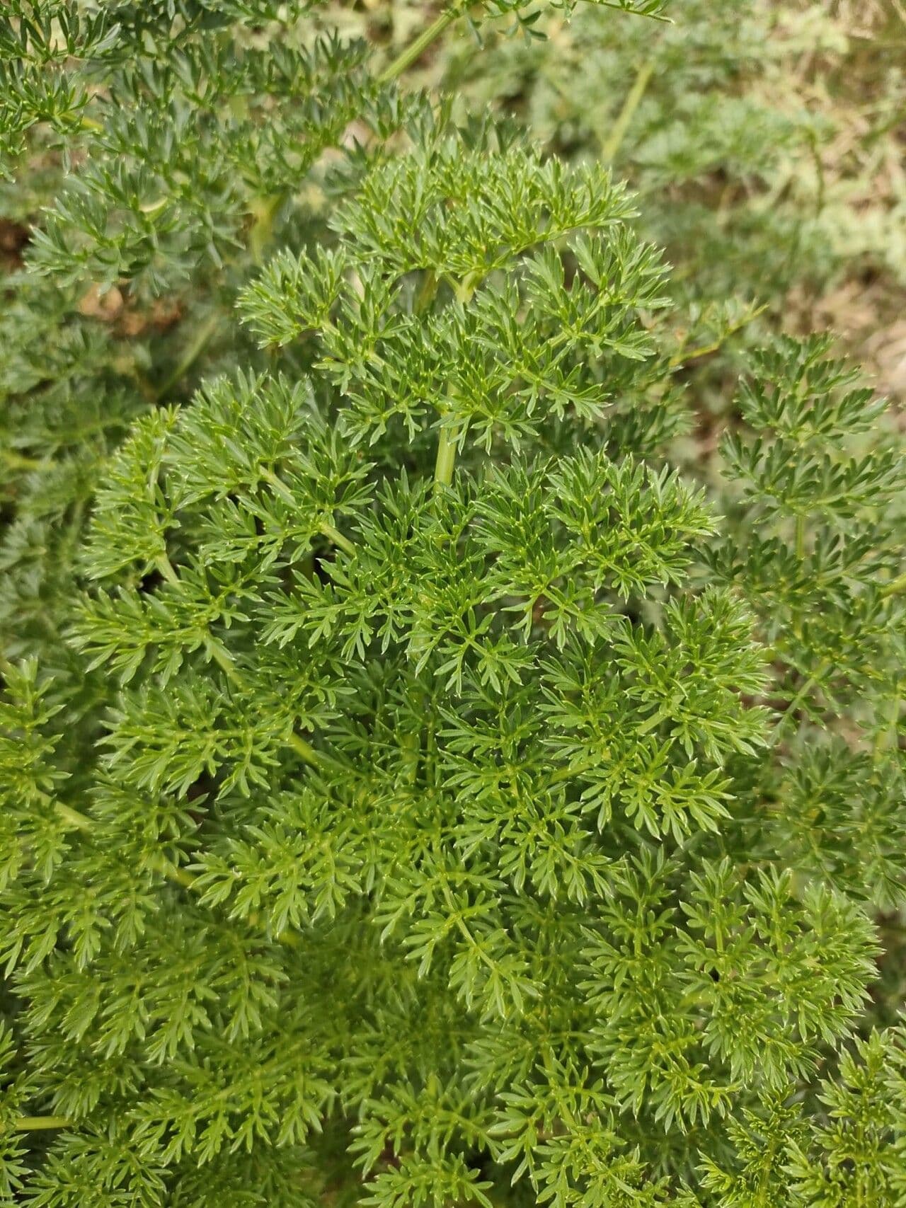 Ligusticum 9