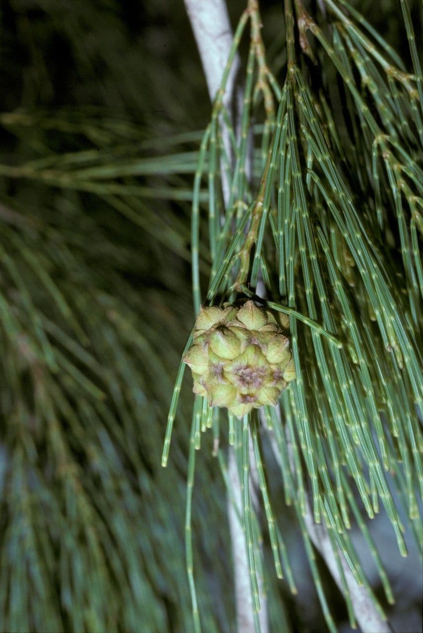 Gymnostoma 2