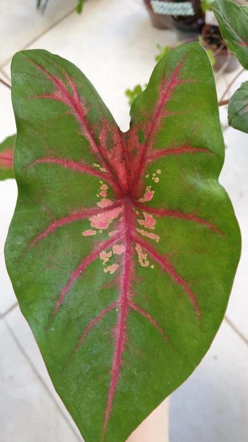 Caladium 17