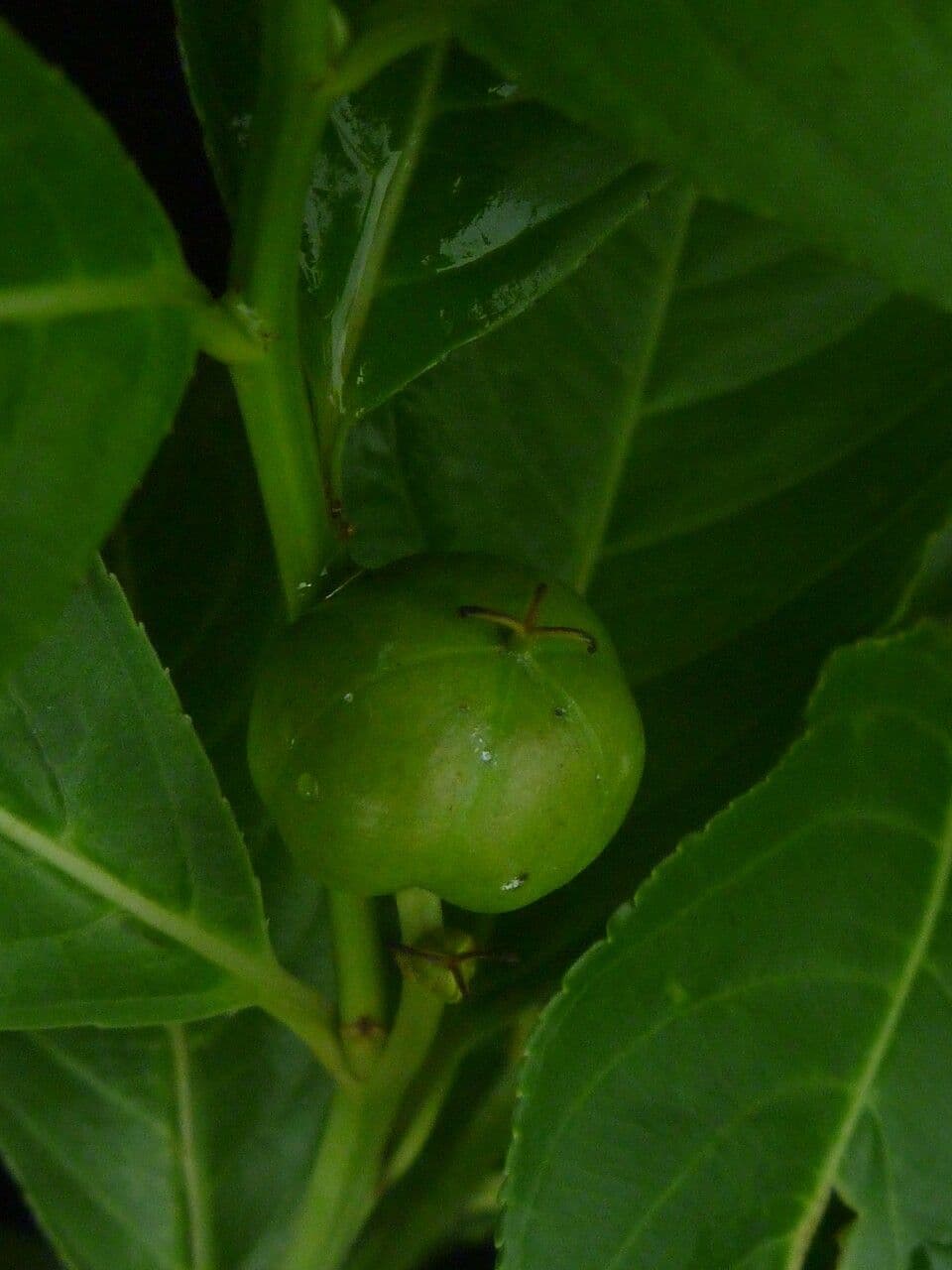 Excoecaria