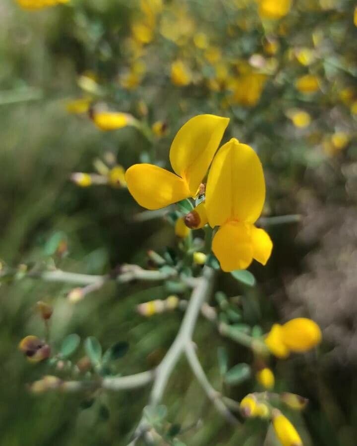 Calicotome spinosa 3