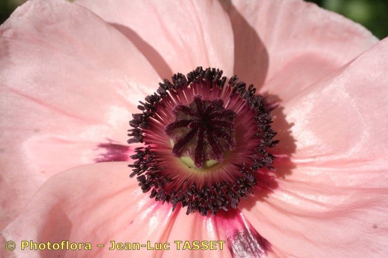 Scharlachmohn 5