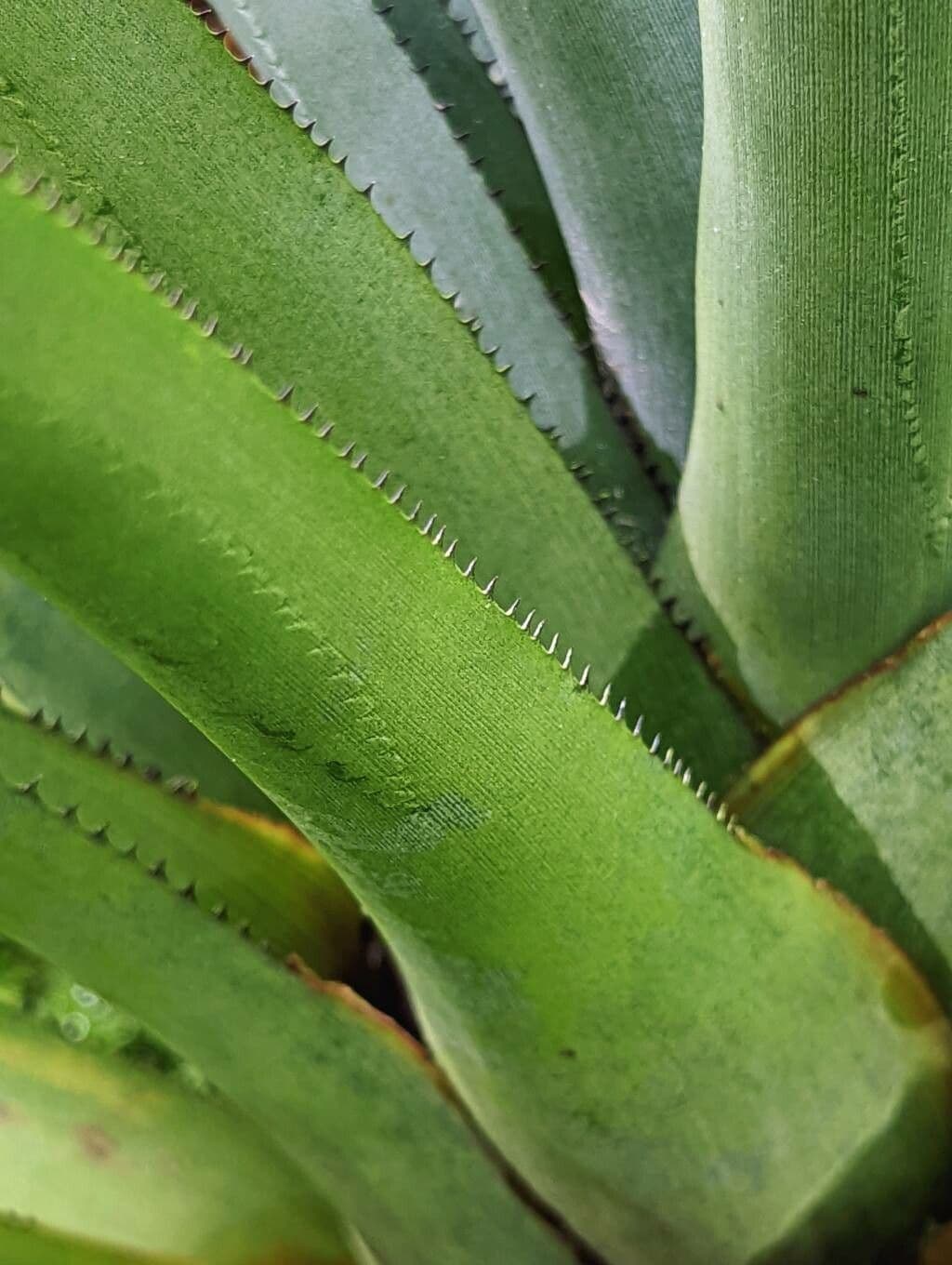 Aechmea 8