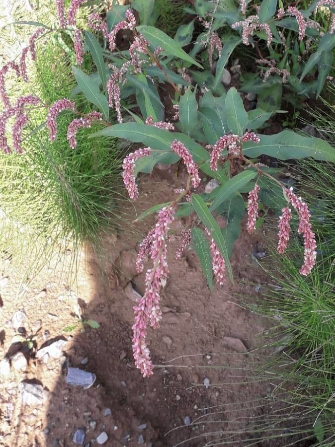 Persicaria de hoja de acedera 10