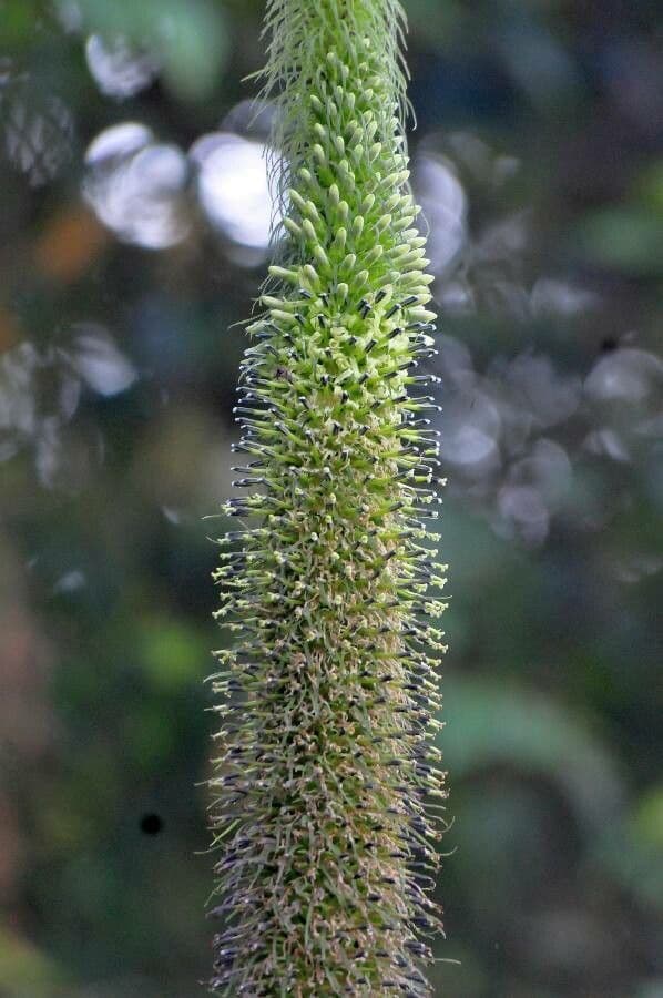 Lobelia 3