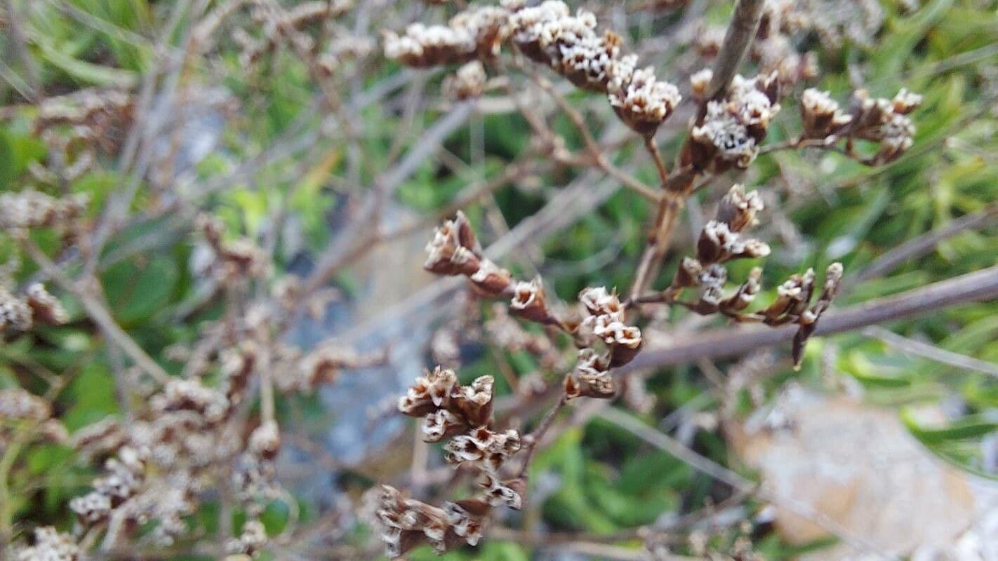 Limonio 4