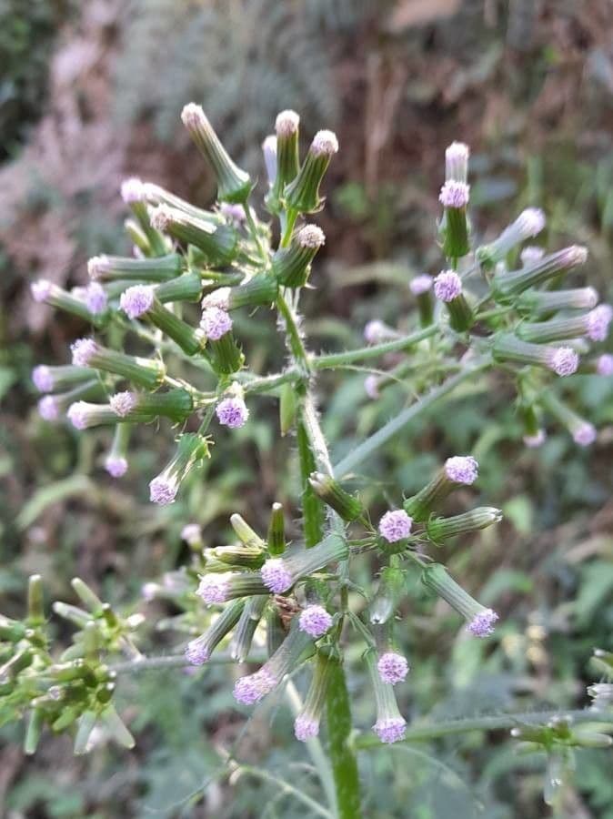 Erba bruciata valerianifolia 5