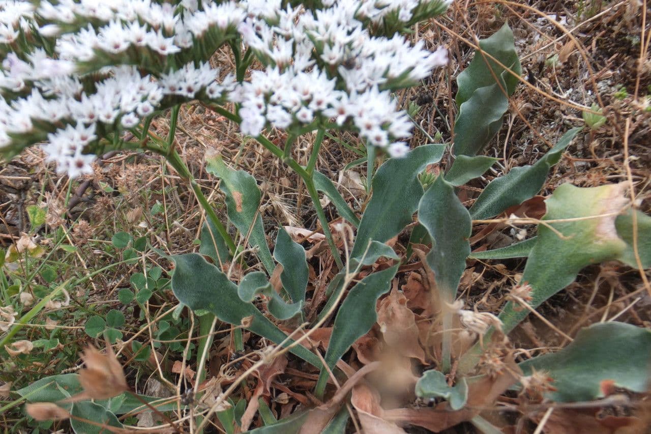 Goniolimon tataricum 11