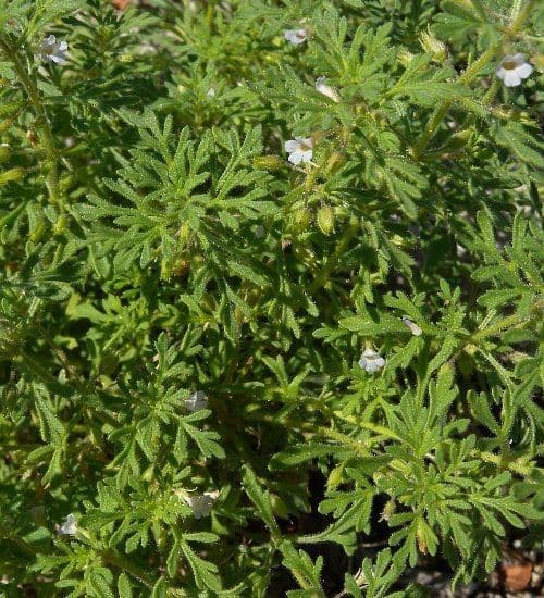 Leucospora multifida 7