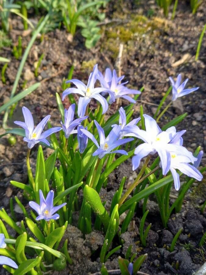 Scilla di Boissier 11