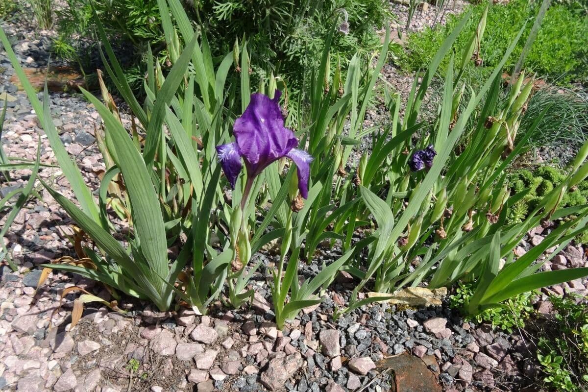 Iris 2