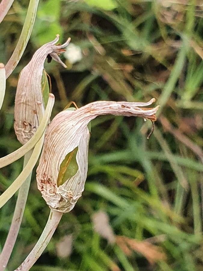 Aloe 5