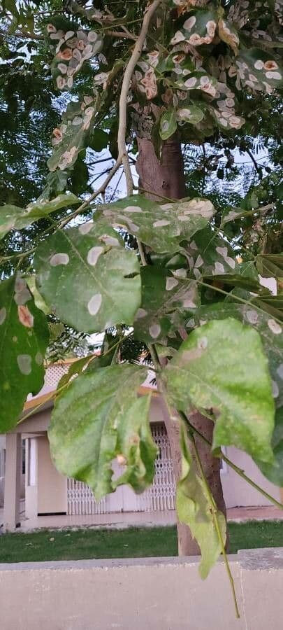 Pongamia 18