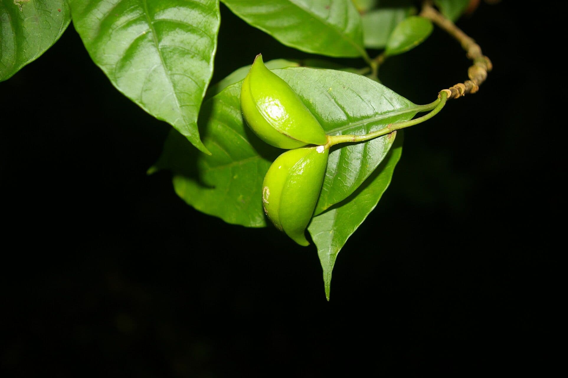 Tabernaemontana 2