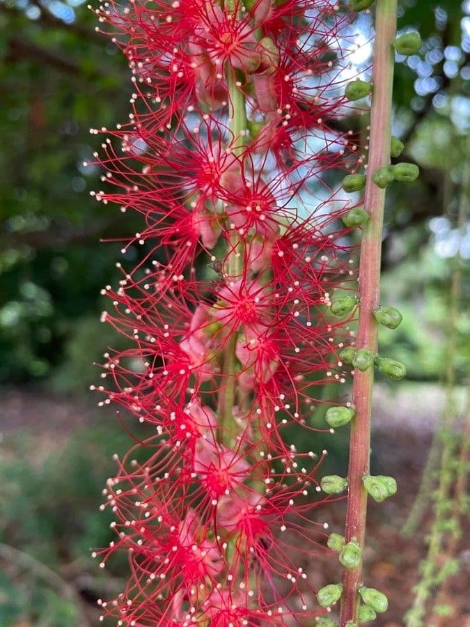 Barringtonia 9