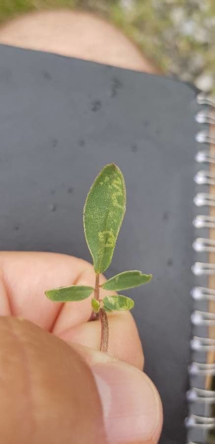 Antyllis alpina 6