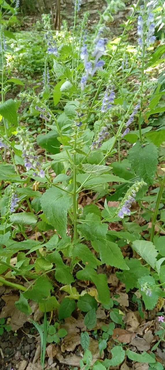 Scutellaria altissima 12