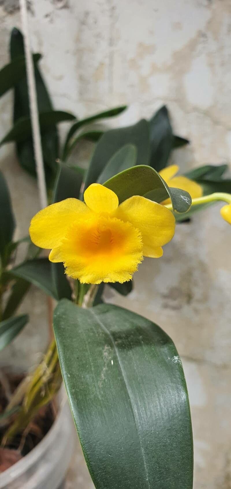 Dendrobium 3