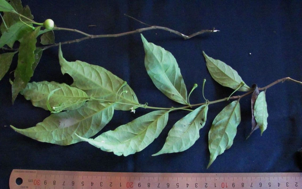Solanum sufficiente 7