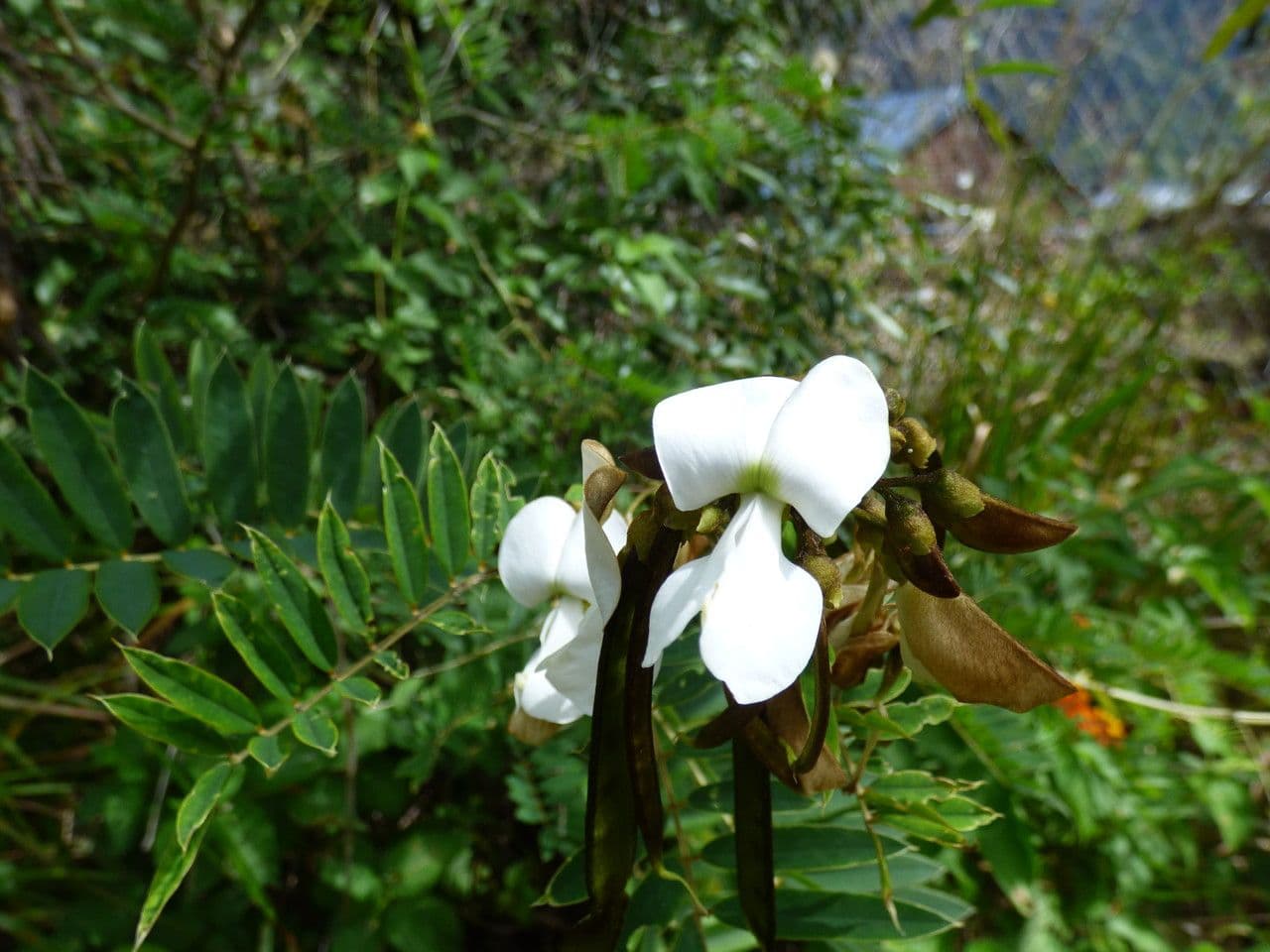 Tephrosia bílá 3