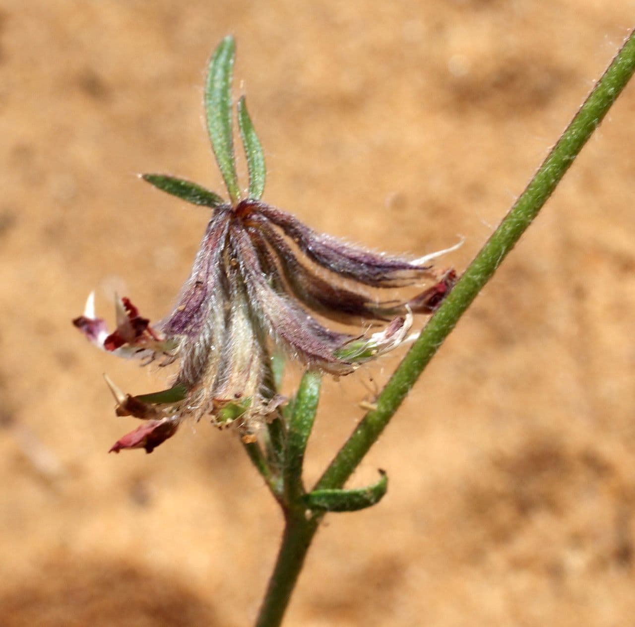 Anthyllis 3