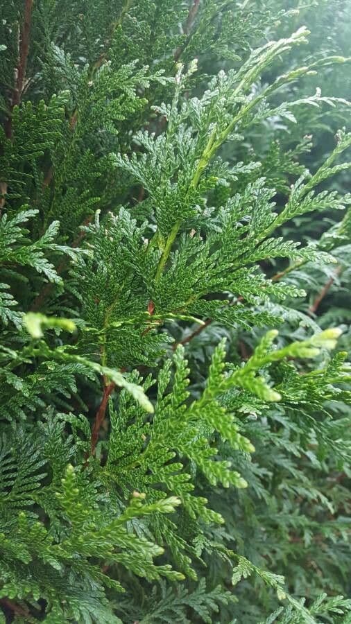 Arborvitae oriental 18
