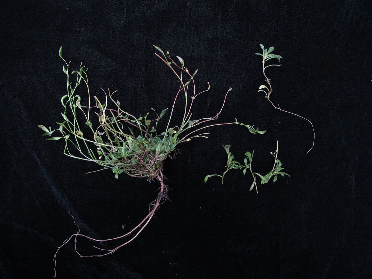 Draba gracile 3