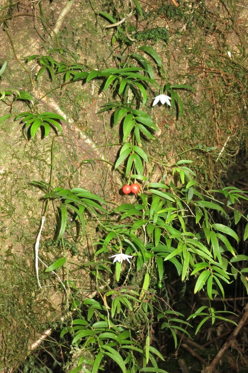 Luzuriaga 20