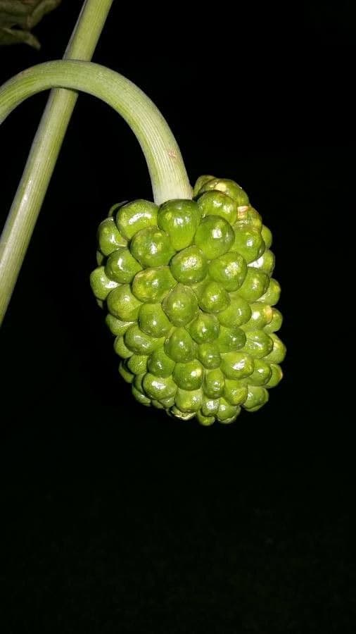 Grüner Aronstab
