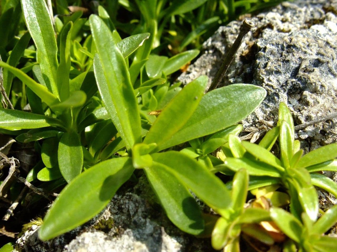 Alpen-Nelke 9
