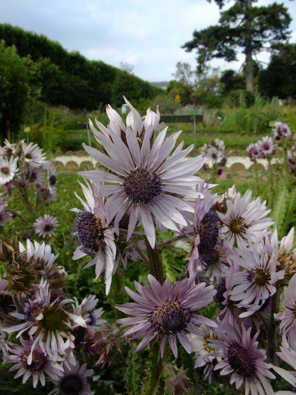 Berkheya purpurea 5
