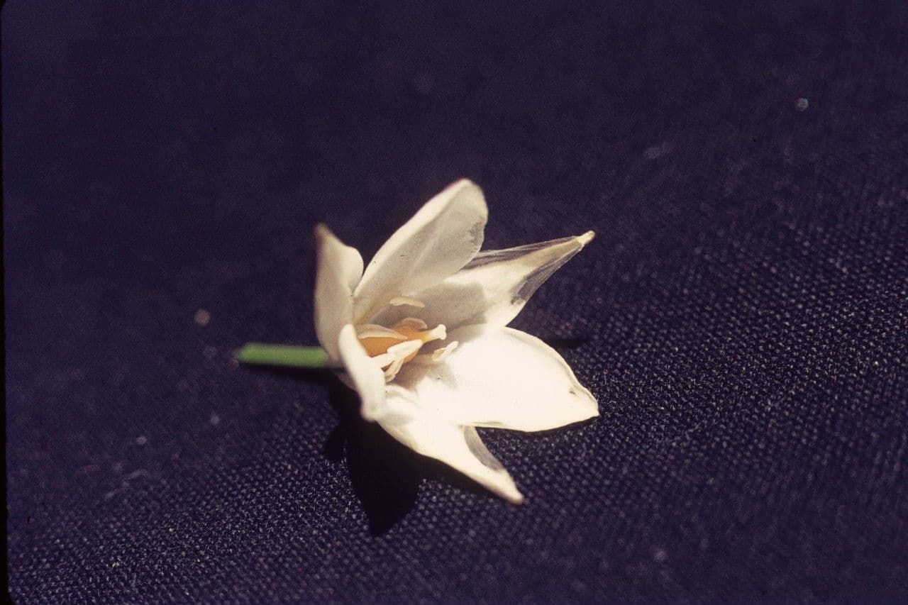 Triteleia 2