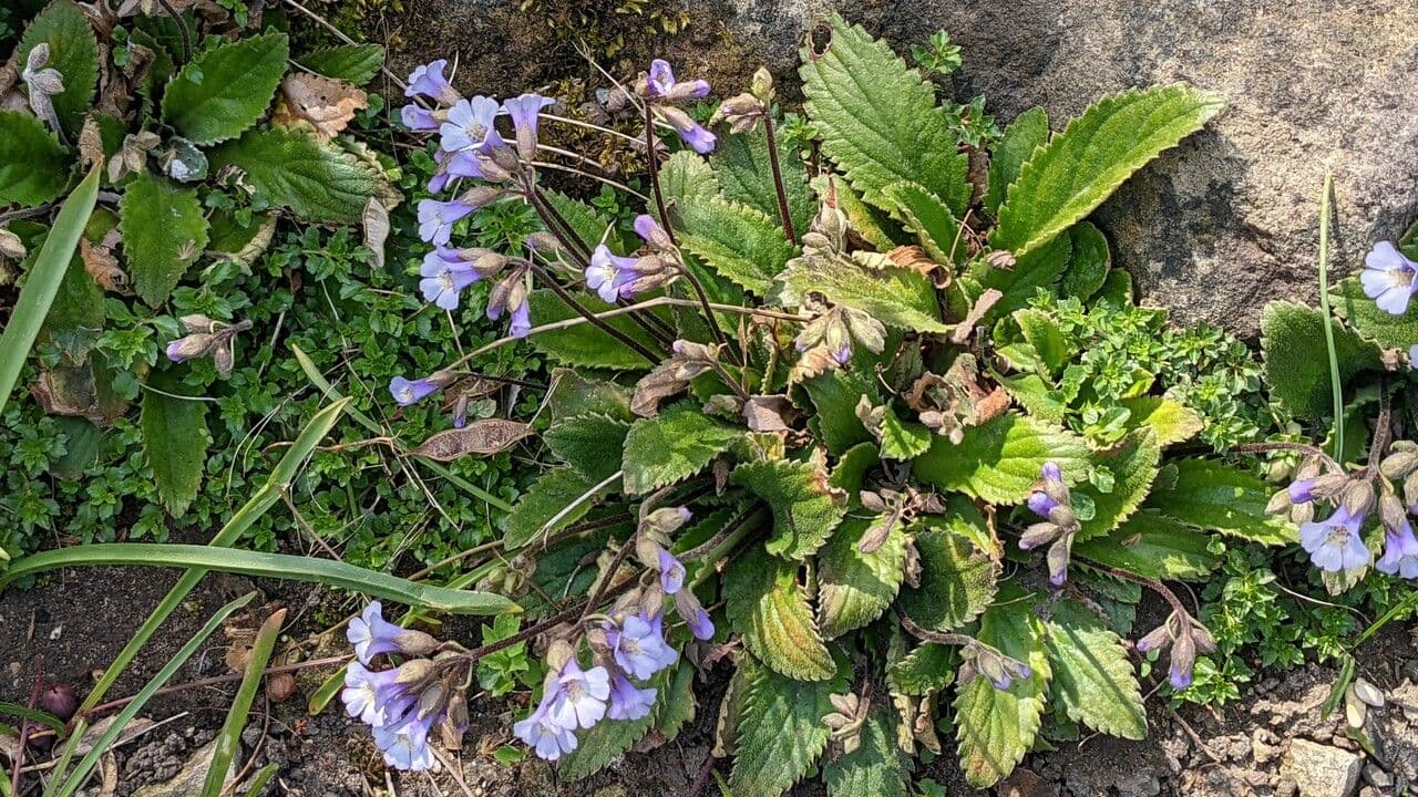 Haberlea 11