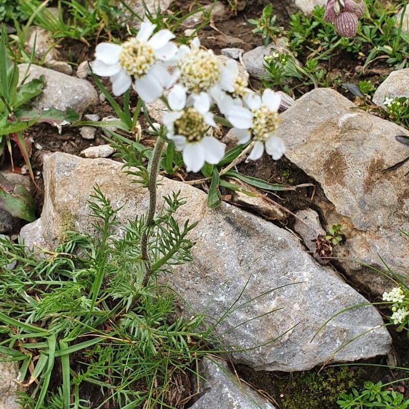 Achillea atrata 15