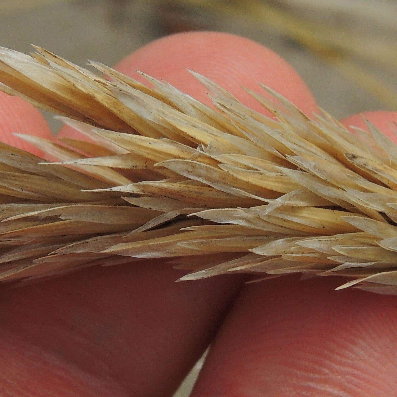 American beach grass 10