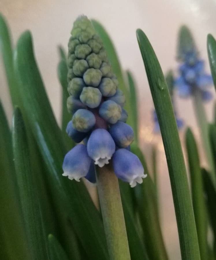Muscari azzurro 9