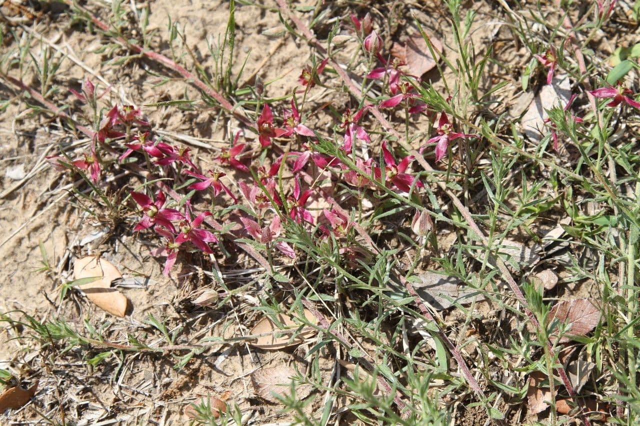 Krameria lanceolata 9