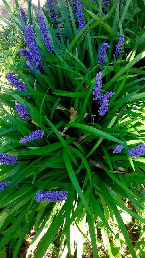 Liriope 10