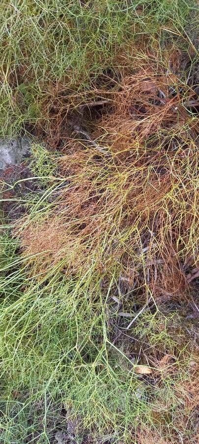 Peucedanum paniculatum 9
