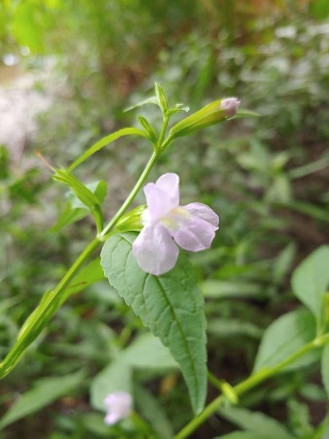 Sharp-wing monkey-flower 3