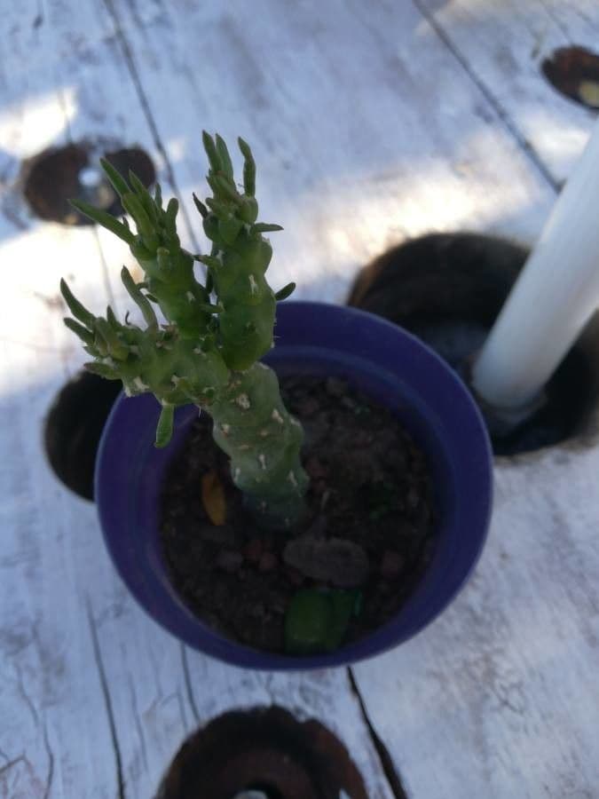 Géranium sanguin 21