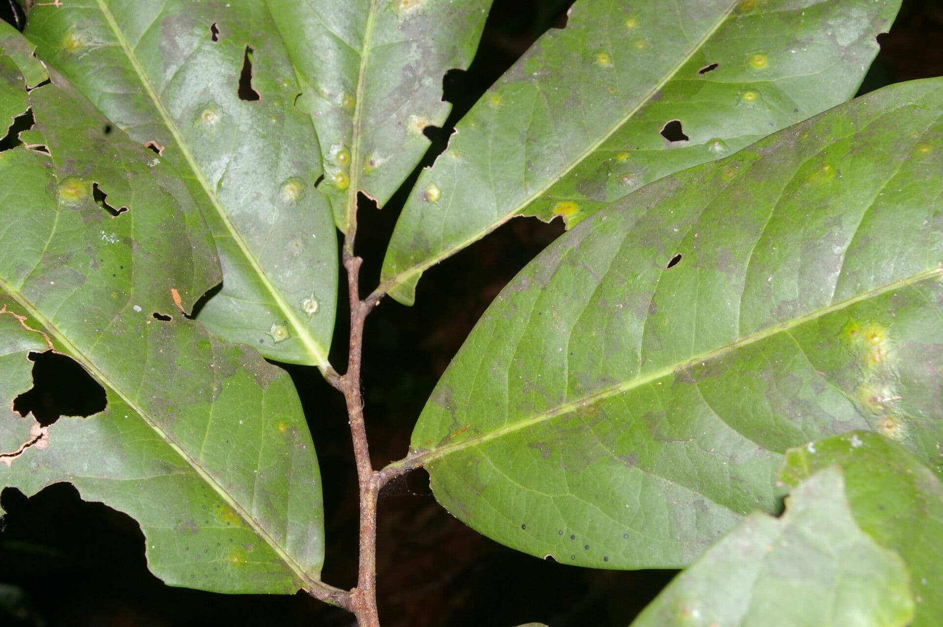 Maytenus 5