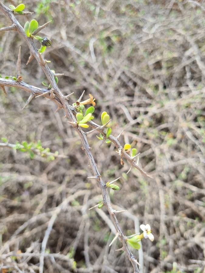 Licium europeo 17