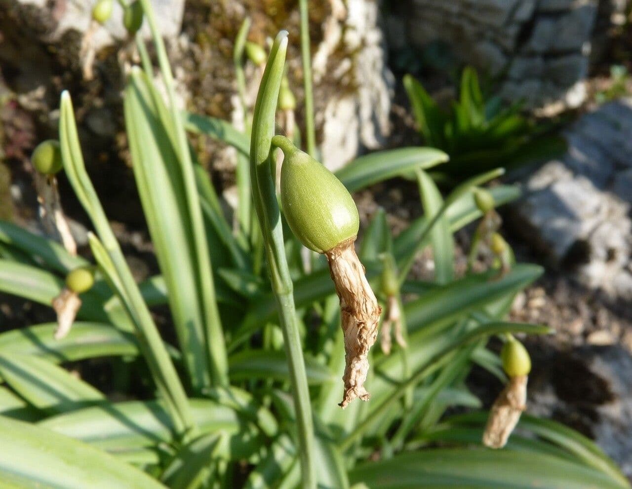 Sněženka podsněžník 4