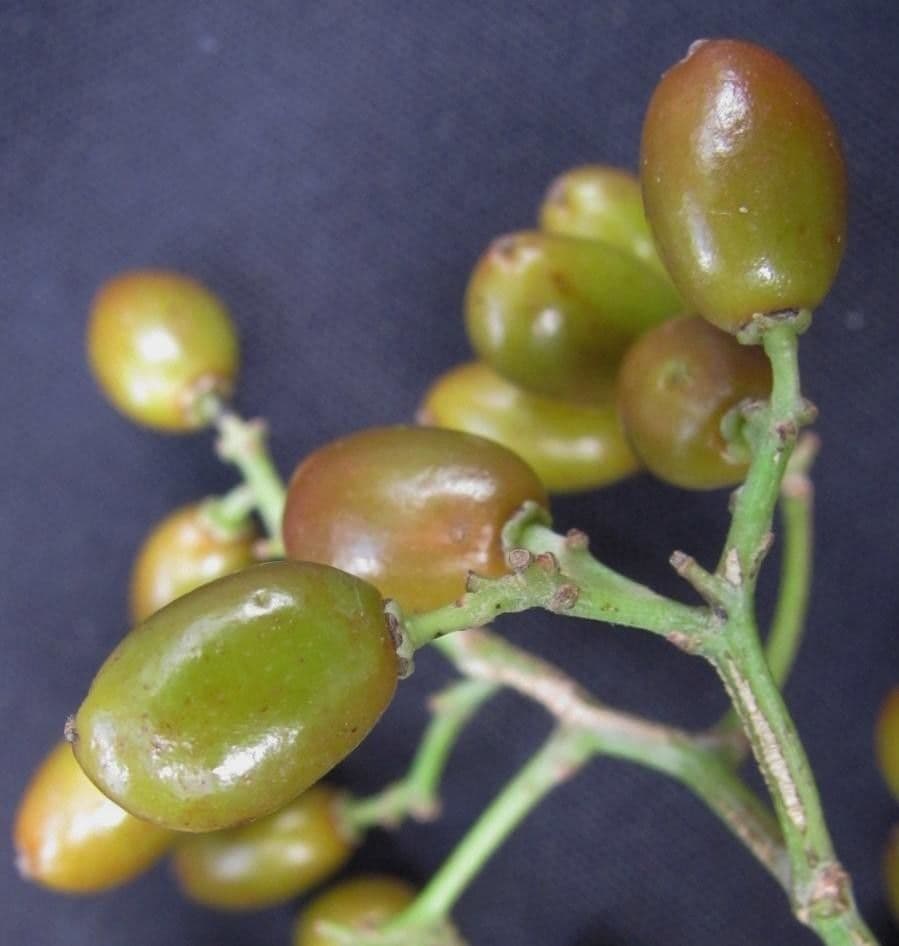 Mauria