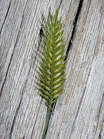 Agropyron del deserto