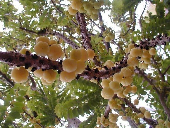 Phyllanthus 11