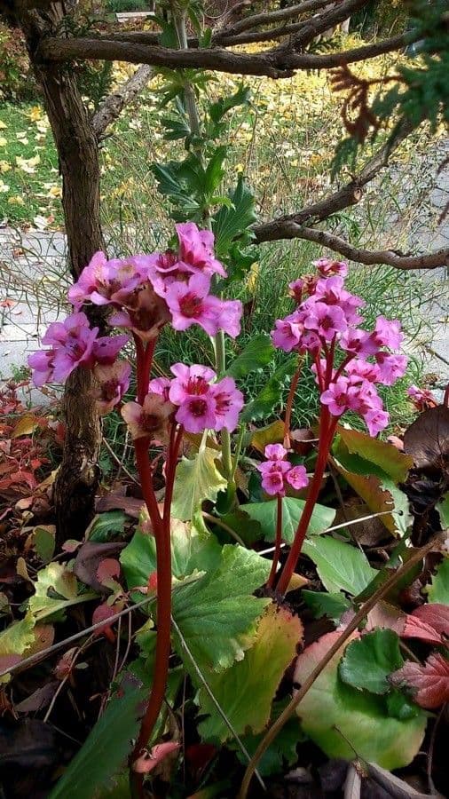 Bergenia cordifolia 12